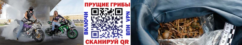 Галлюциногенные грибы Psilocybine cubensis Купить где Малоярославец